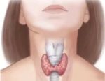 Thyroid Anatomical Drawing