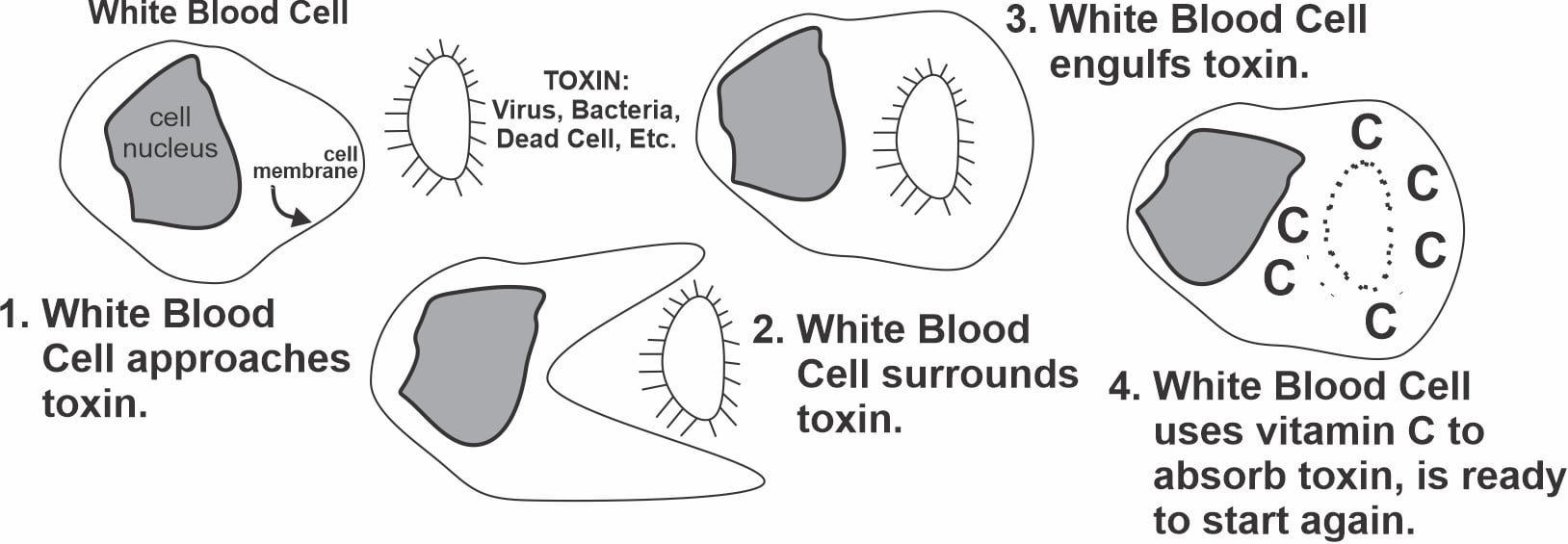 Sugar and Your Immune System