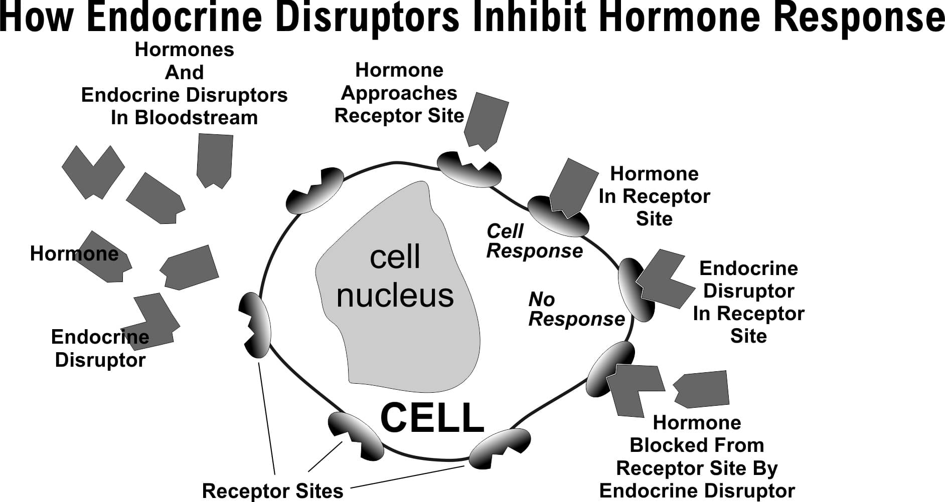 recombinant growth hormone endocrine disruption