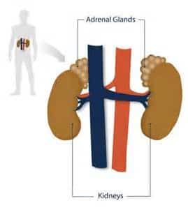 Adrenal Gland Location