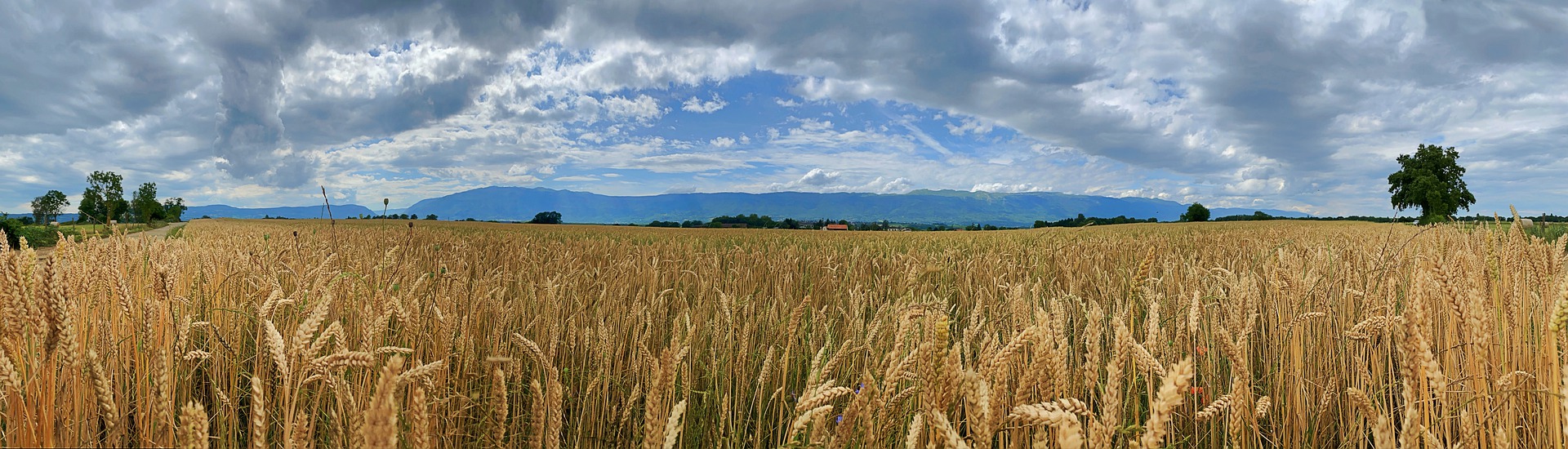 Field Landscape